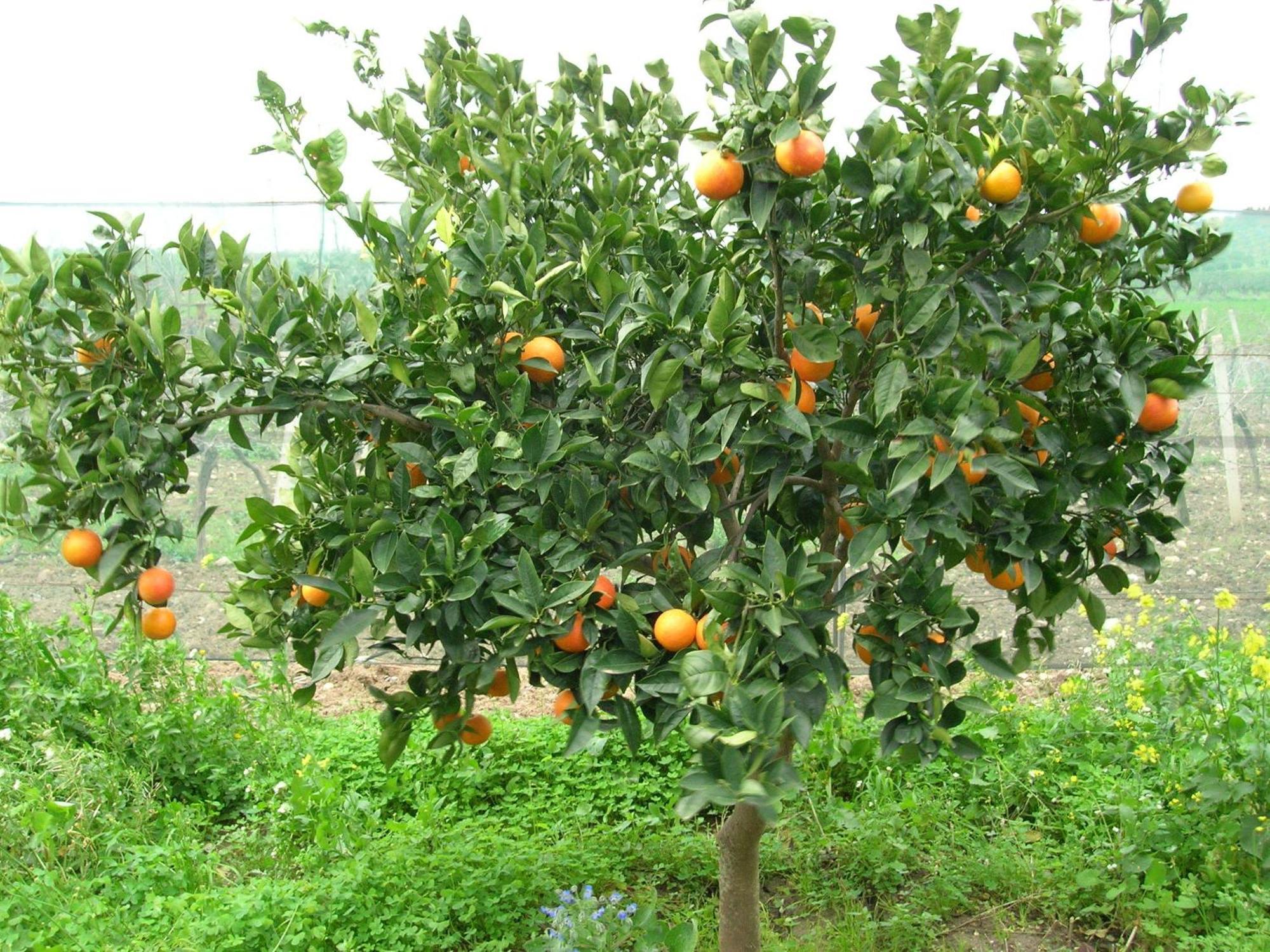 Agriturismo Baglio Donna Santa Dattilo Exteriör bild
